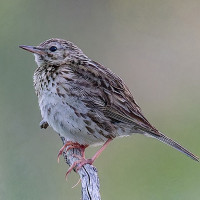 Correndera Pipit
